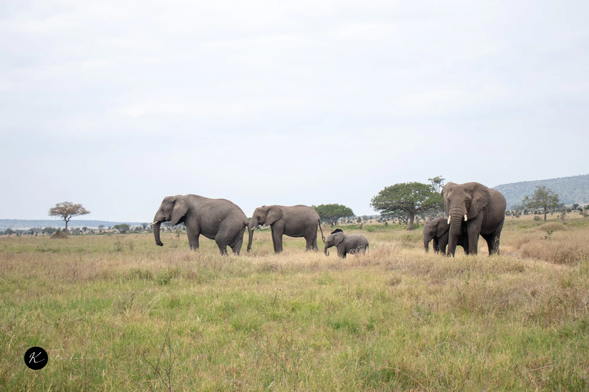 Best Safari Trips in Kenya: A Complete Guide to Choosing the Right One for You