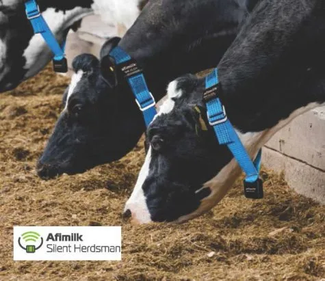Why Dairy Farm Management Software and Automatic Cow Identification Are the Future of Smart Dairy Farming