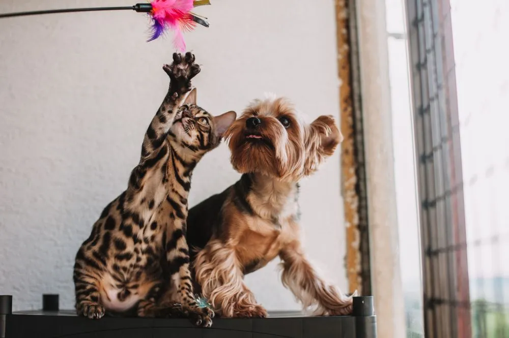 Hidden Costs to Consider Before Opening a Pet Store Franchise