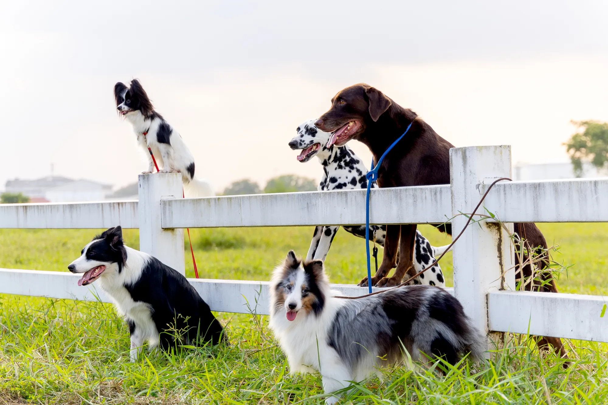 Dog Training Service in VA for Dogs That Overreact to Delivery Drivers