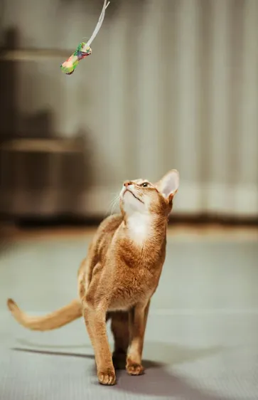 La salute del gatto: piccoli gesti quotidiani che fanno la differenza