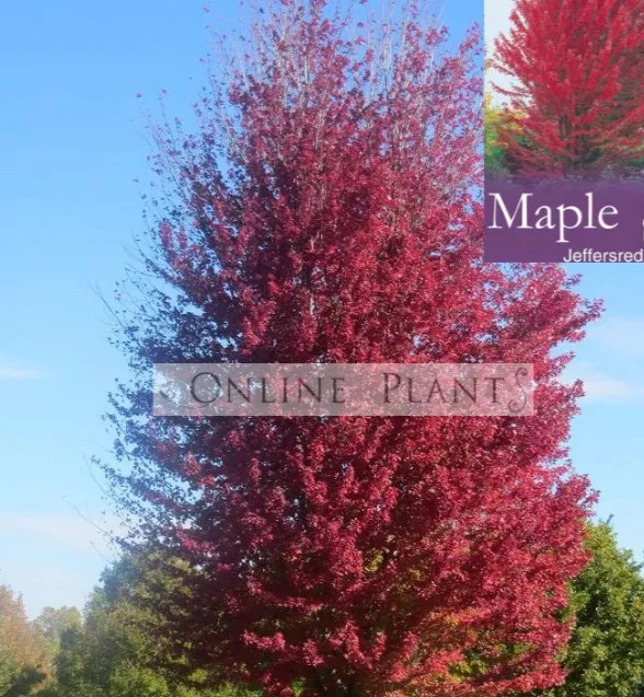Enhance Your Garden with the Lasting Beauty of Japanese Maples