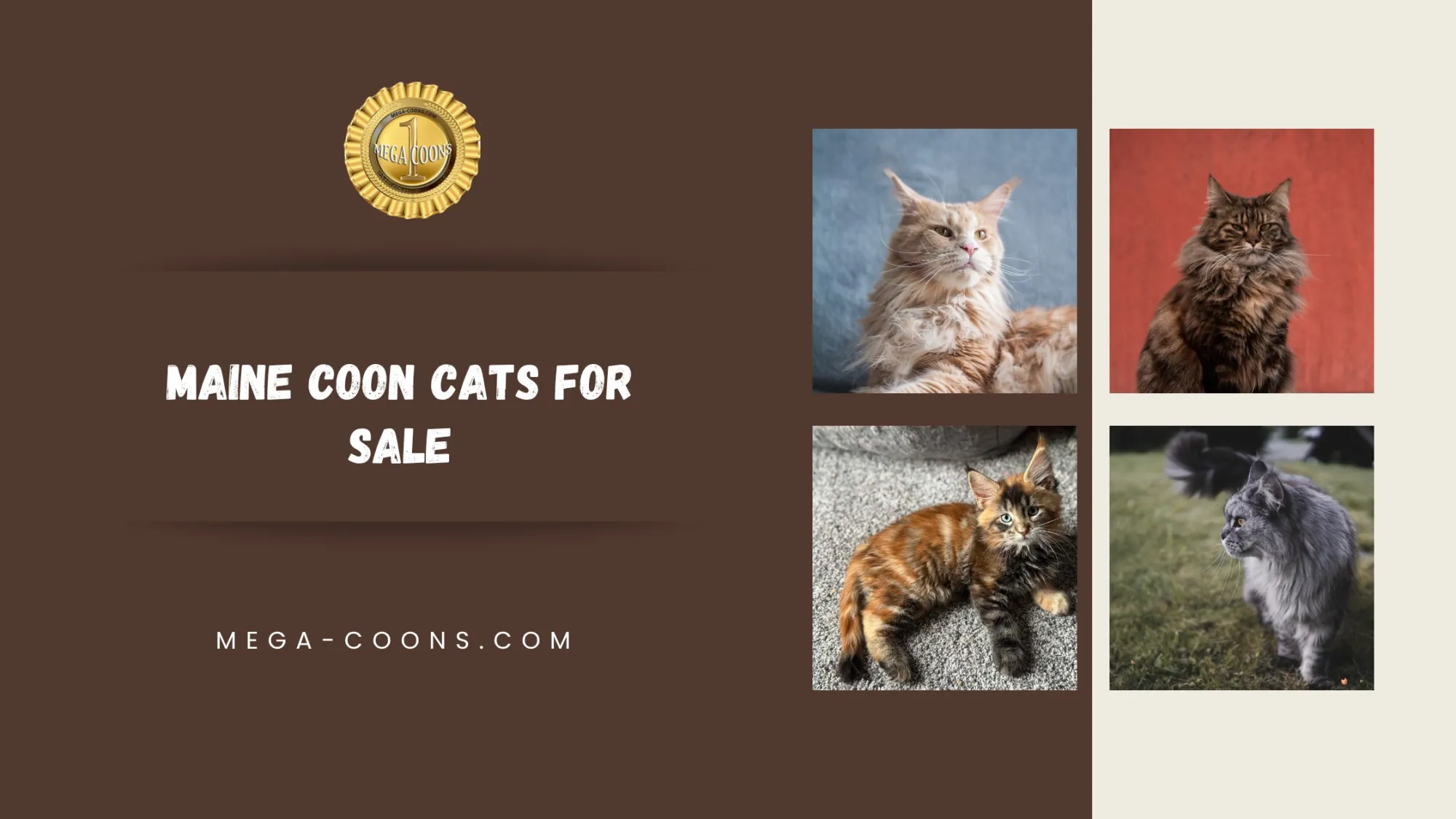 Maine Coon Cats For Sale: How to Choose a Healthy, Well-Socialized Companion