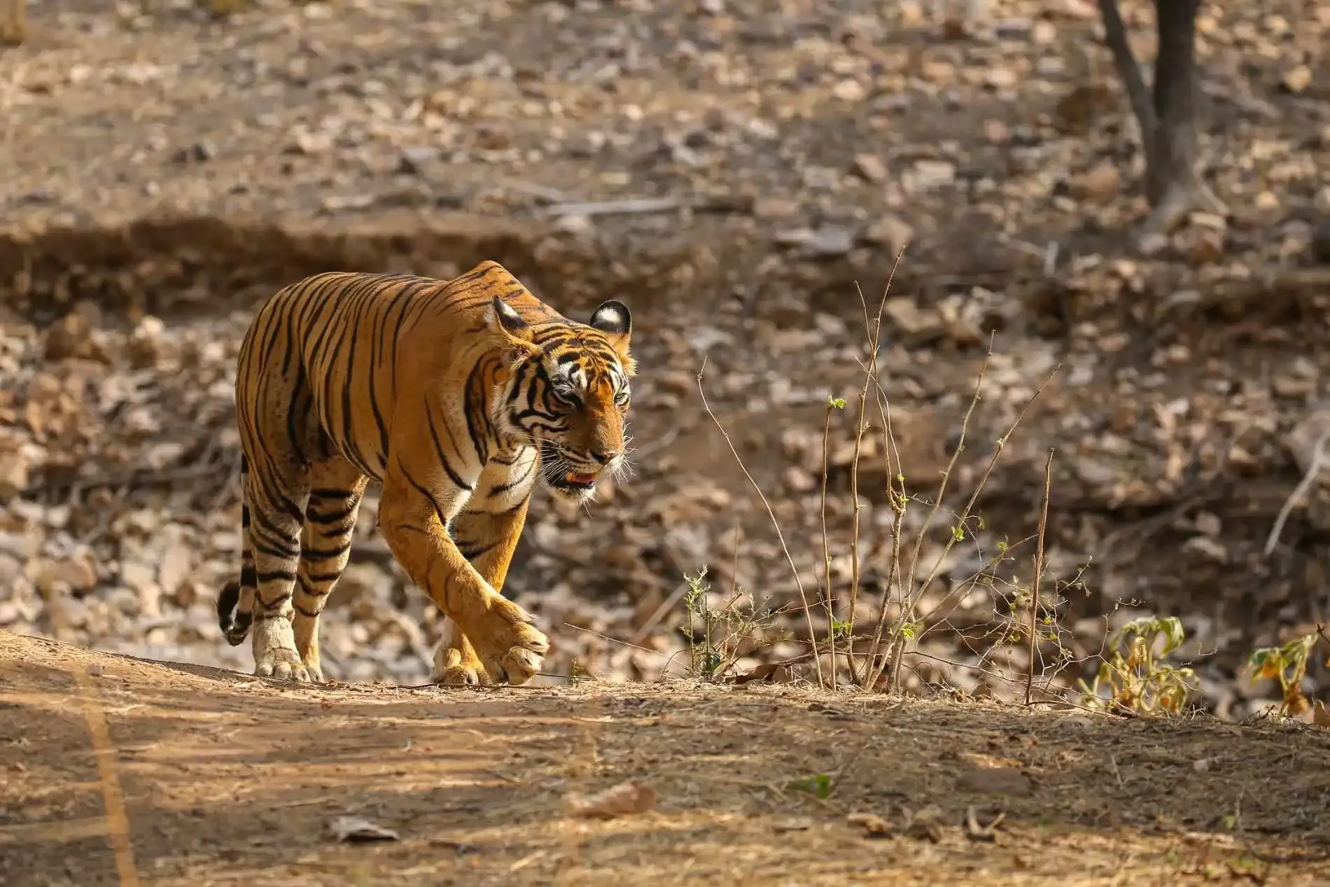 Ranthambore Tiger Safari Booking Guide 2026: Best Zones, Prices & Travel Tips