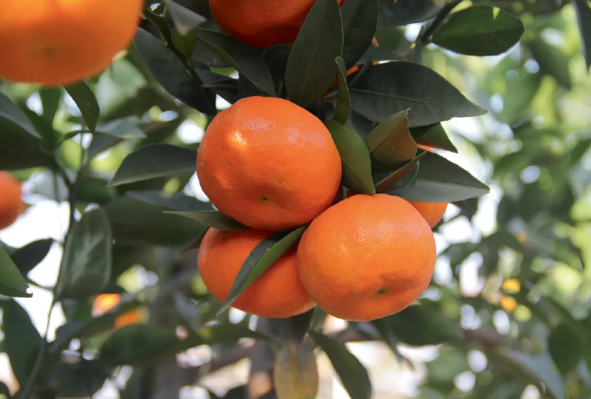 Japanese Seedless Mandarin Plant in Sydney – Complete Guide to Growing Japanese Seedless Mandarin Trees at Home