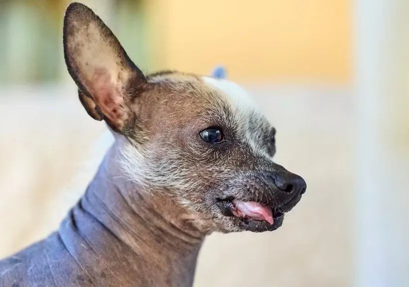Pet Breeds: How to Choose the Perfect Companion for Your Lifestyle