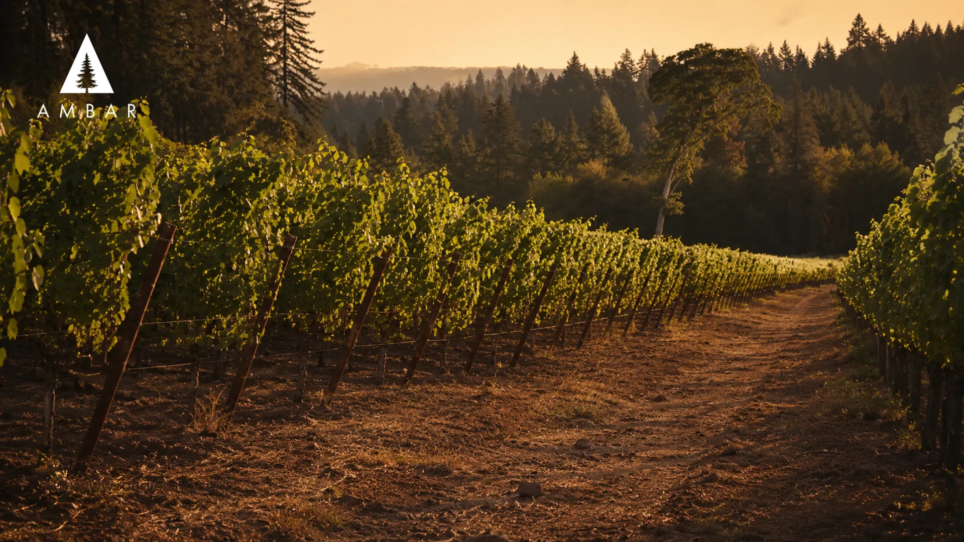 What Makes a Winery One of the Best in Willamette Valley?