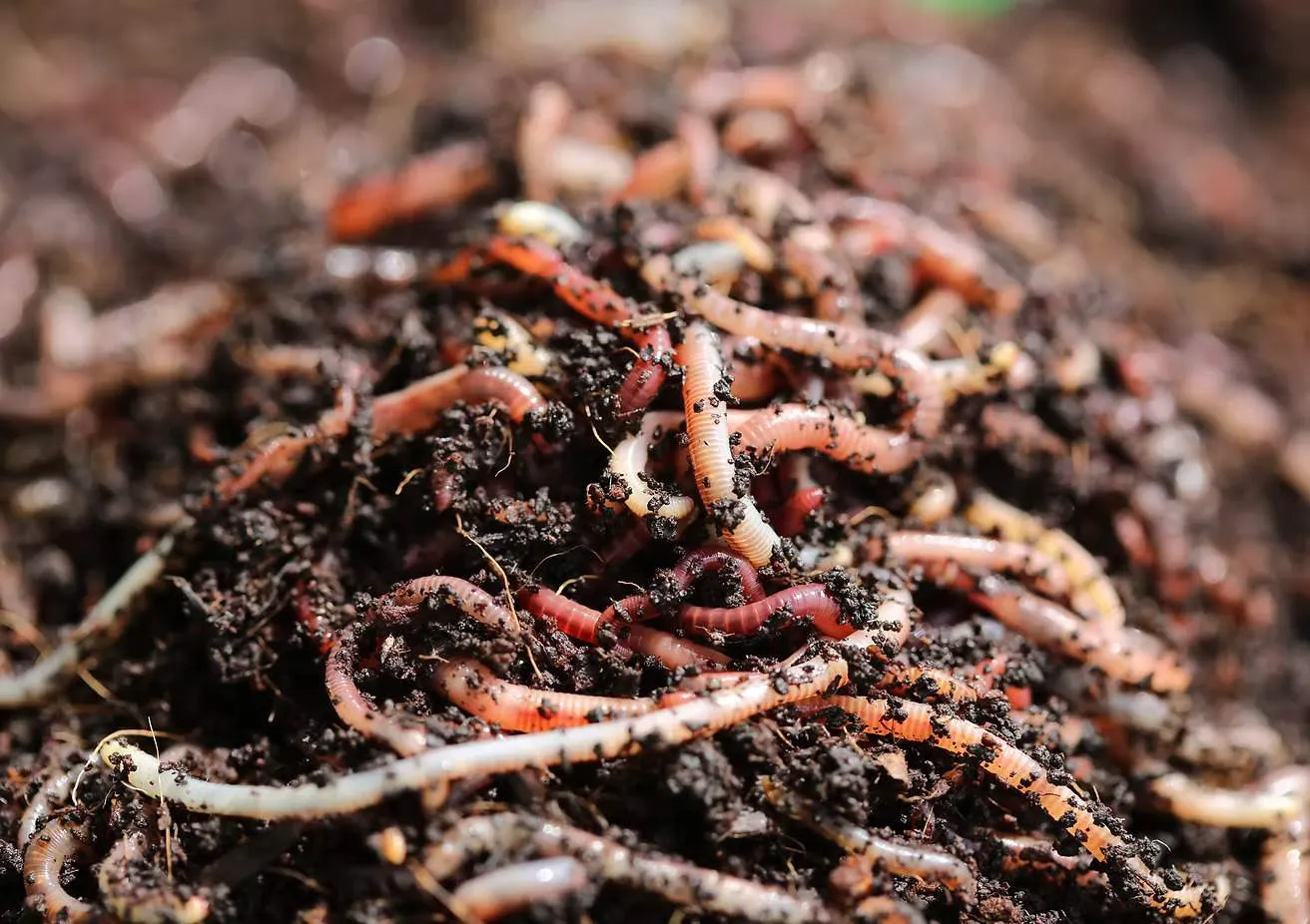 Why Fresh and Healthy Worms Matter for Fishing and Composting
