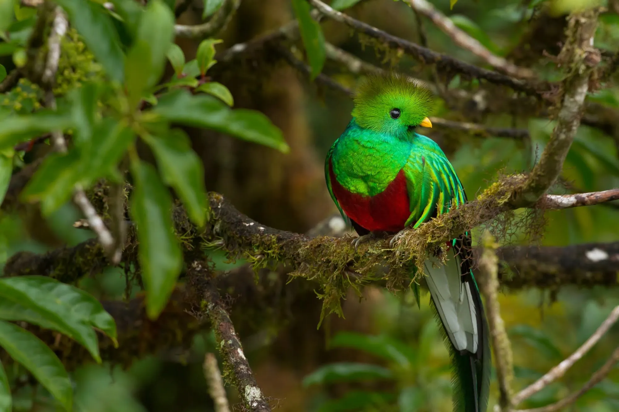 Tours in La Fortuna: Explore Costa Rica's Adventure Capital