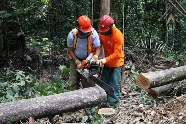 Chainsaw Sharpening and Cleaning: A Complete Maintenance Guide