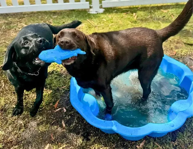 Dog Boarding Kennels for Anxious Rescue Dogs