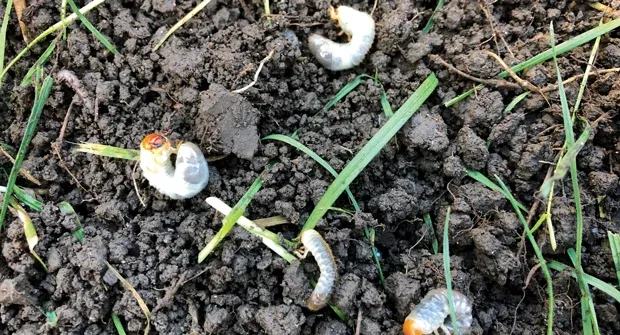 How to Know If Your Lawn Needs a Grub Control Service