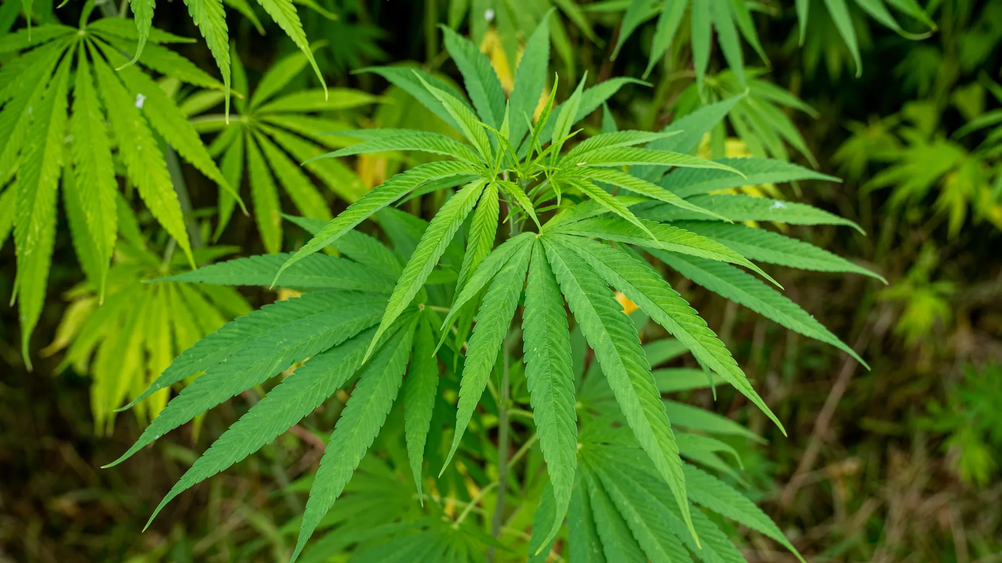Why Terpenes Matter More Than Most Consumers Realize