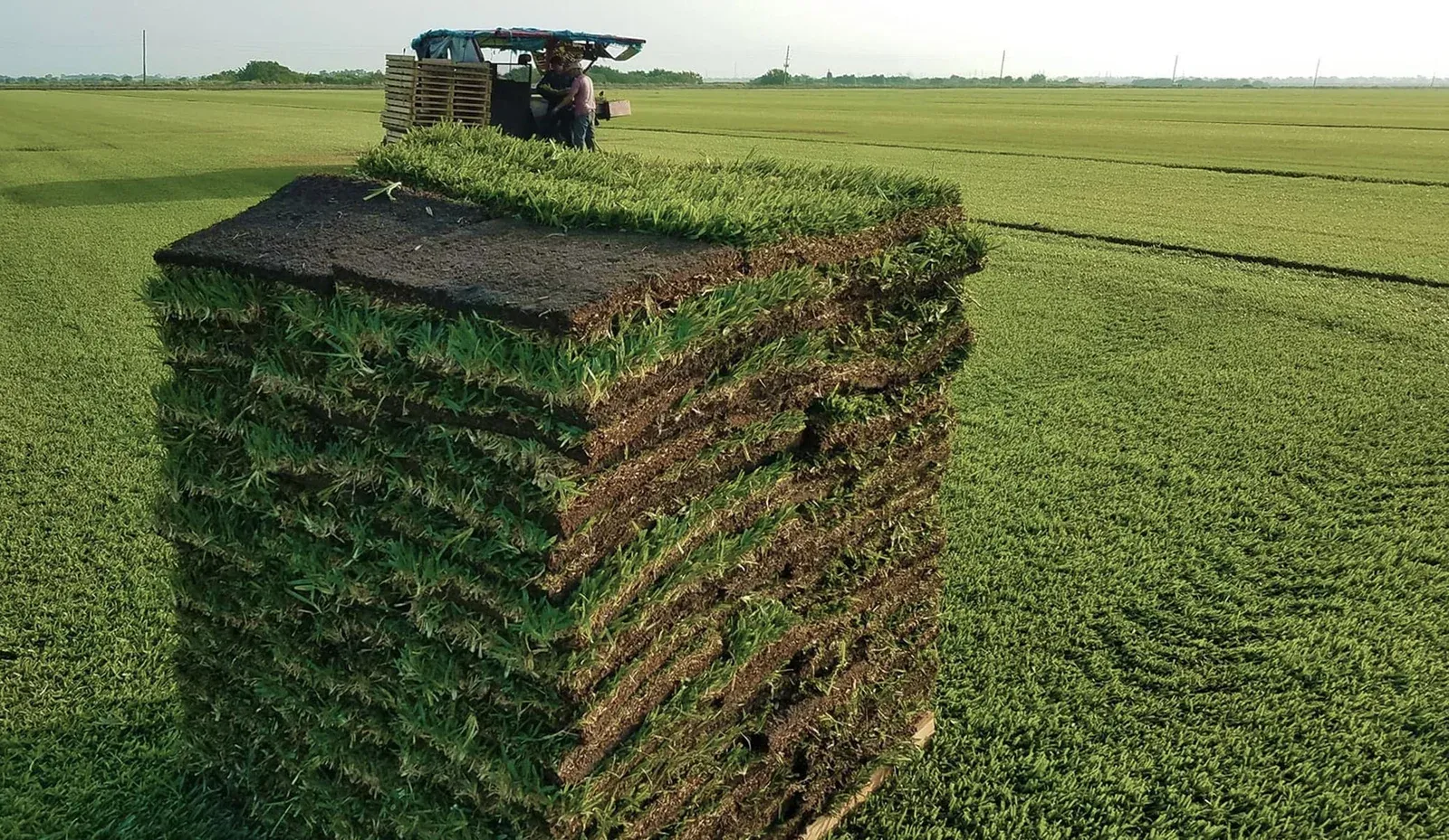 How to Choose the Best Sod for a Healthy, Green Lawn
