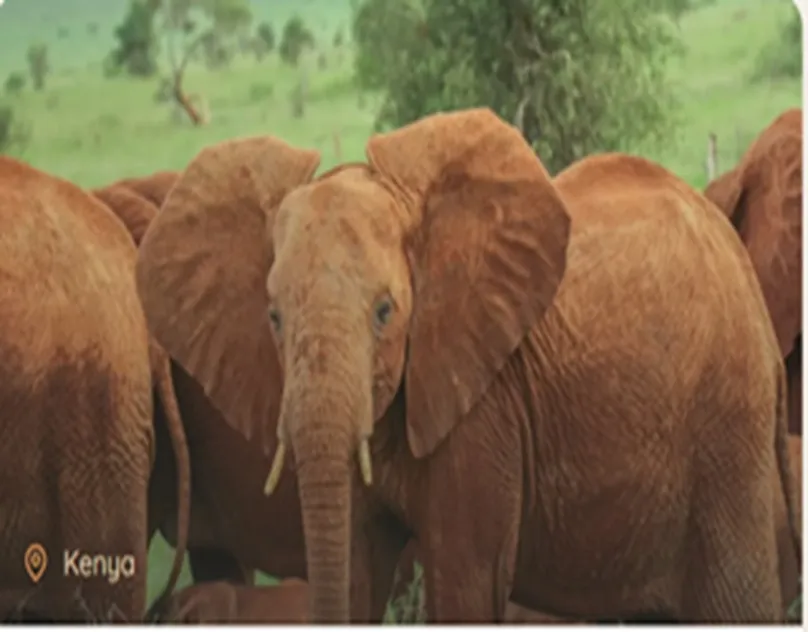 Experience the Ultimate Kenya Safari for Australians in 2026