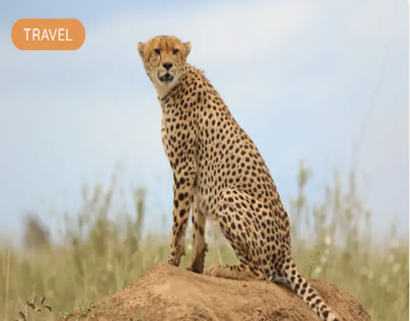 Brady's Wildlife Adventures Announces Premium African Safari Holidays for Australians Seeking the Ultimate African Adventure