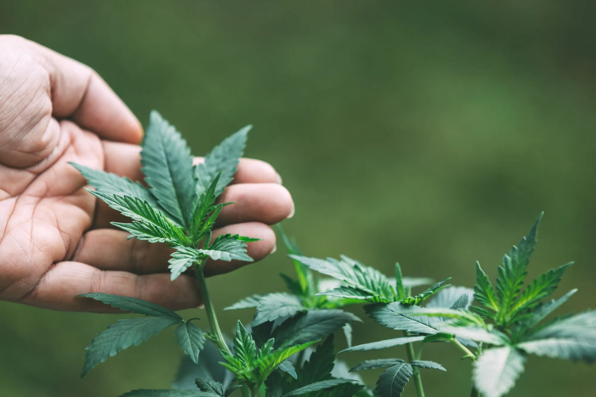 How to Get a Medical Marijuana Card: A Realistic Step-by-Step Guide