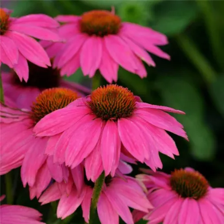 Common Mistakes to Avoid When Buying from an Online Nursery
