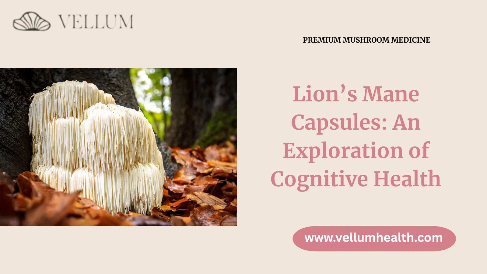 Lions Mane Capsules: Benefits, Dosage & Best Supplements