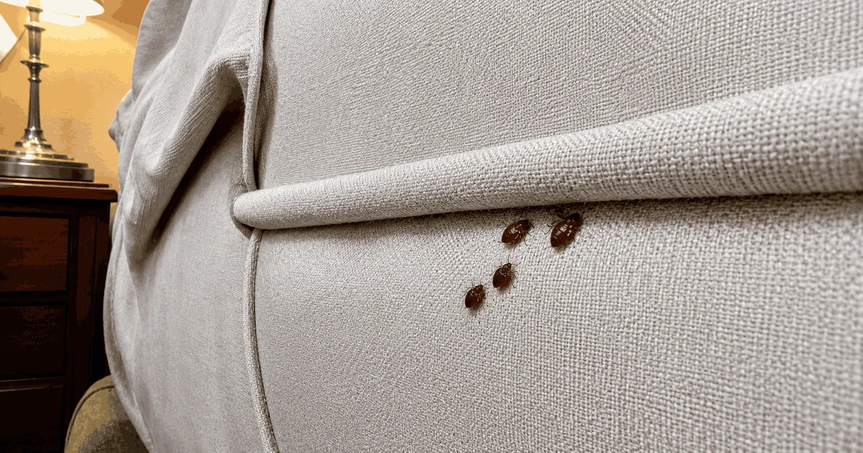 Hidden Signs of a Bed Bug Infestation Most Homeowners Miss