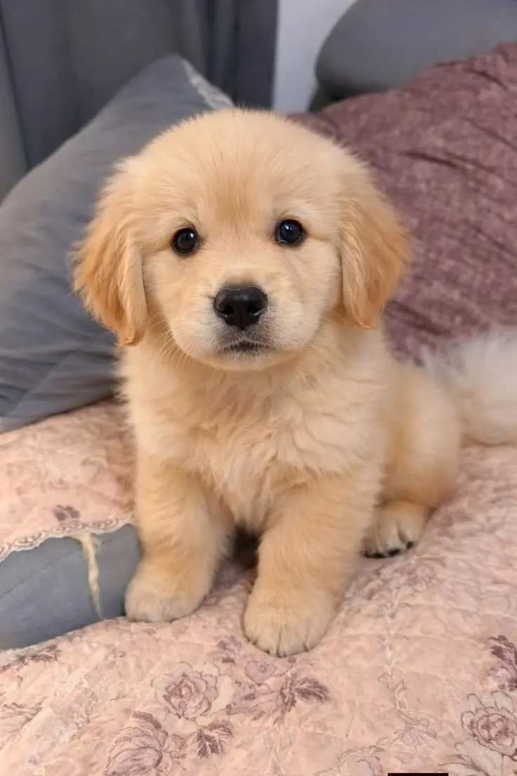 Trusted Destination For Best Puppies for Sale in Delhi