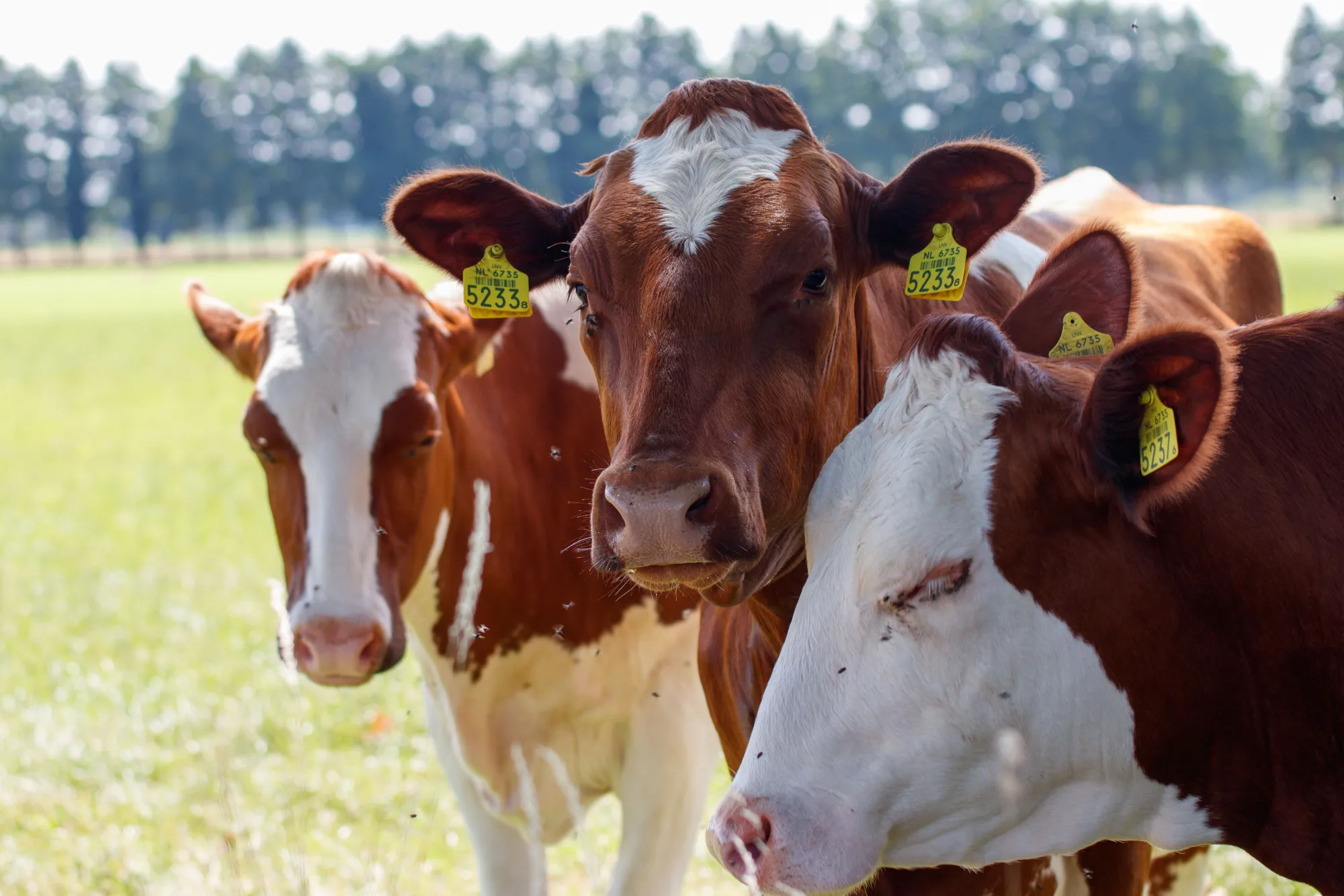 Software For Dairy Farm: How the Right Tools Are Building Better Dairy Farm Solutions in India