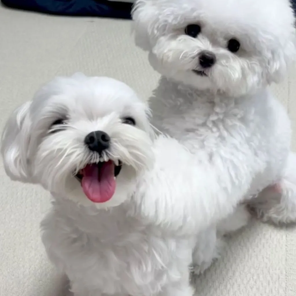 Healthy Puppies Available Buy Dogs In Pune Easily