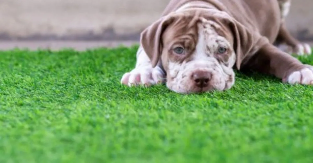 Cleaning Pet-Friendly Artificial Grass: Easier Than You'd Think!