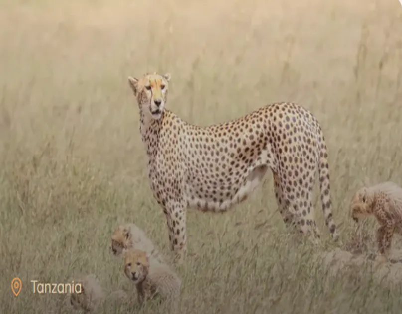 Discover Tanzania on an Unforgettable Safari Adventure from Australia