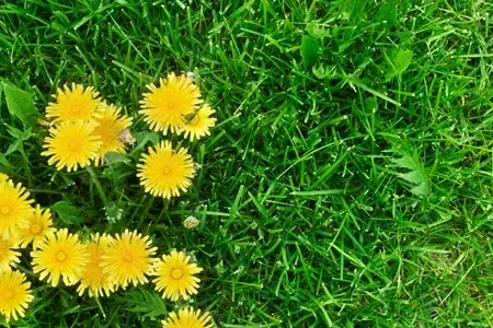 How to Choose the Right Weed Control Services Provider in Vancouver