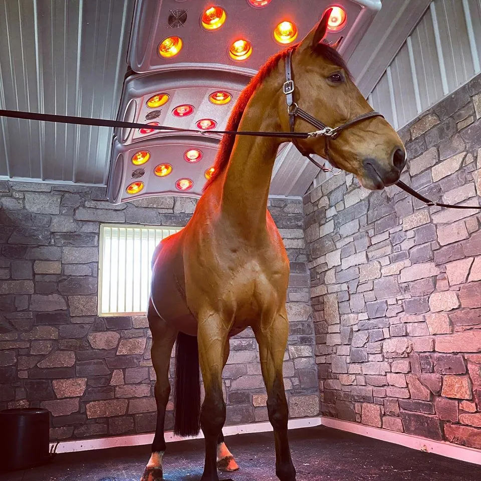 How Infrared Light Therapy for Horses Supports Warm-Up and Recovery