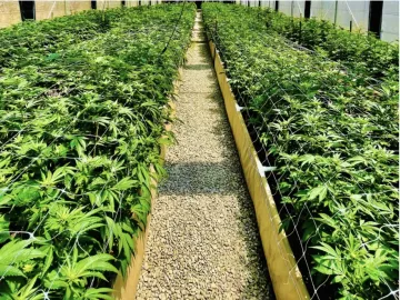 A Complete Overview of Dispensaries For Sale In California