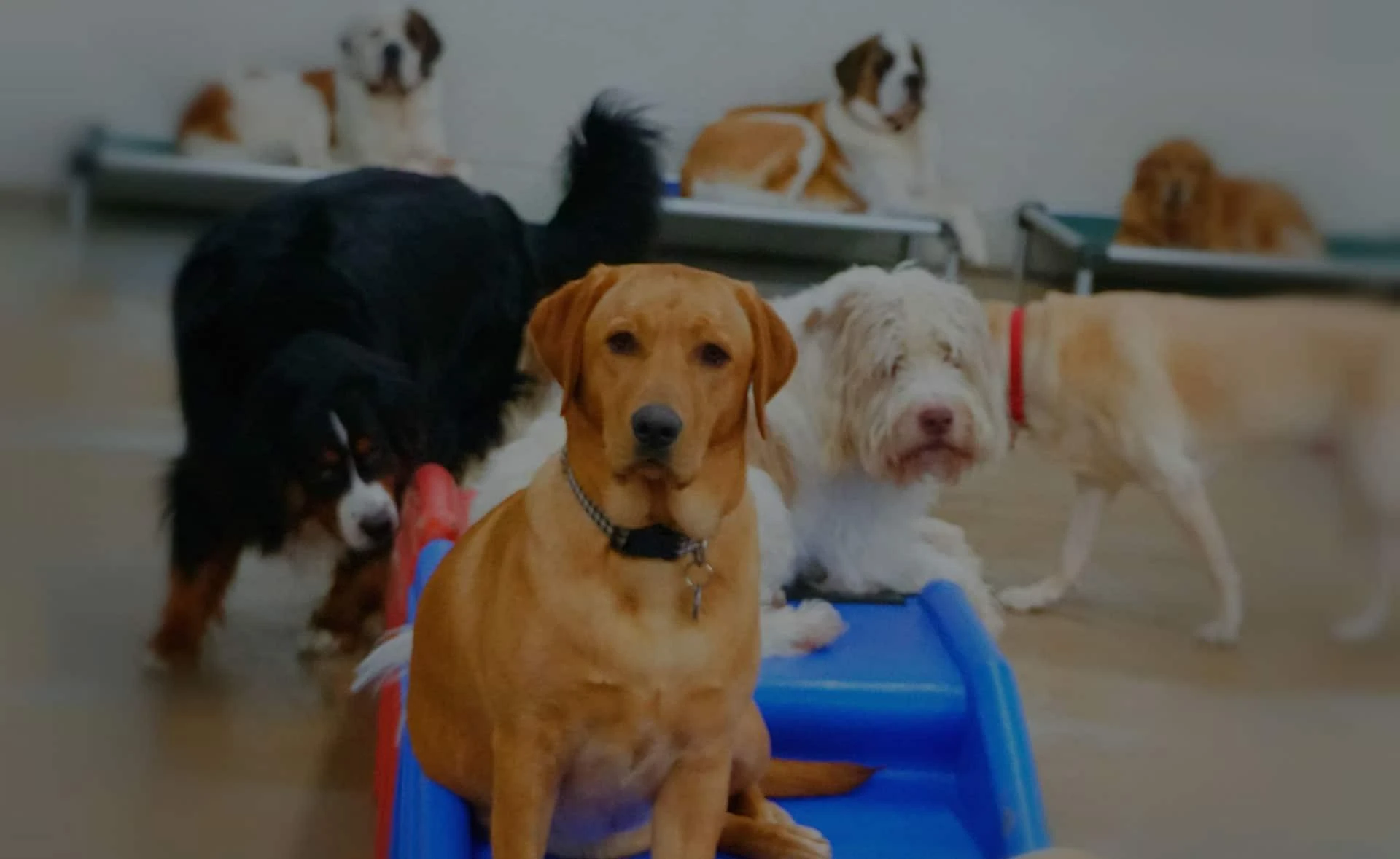 DOG BUSINESS FOR SALE: WHY STARTING A DOG BUSINESS IS A DOGGONE GOOD IDEA