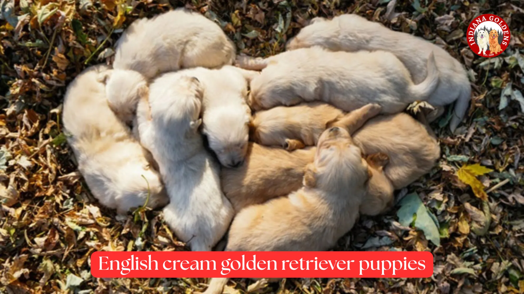 Why Should You Choose English Cream Golden Retriever Puppies?