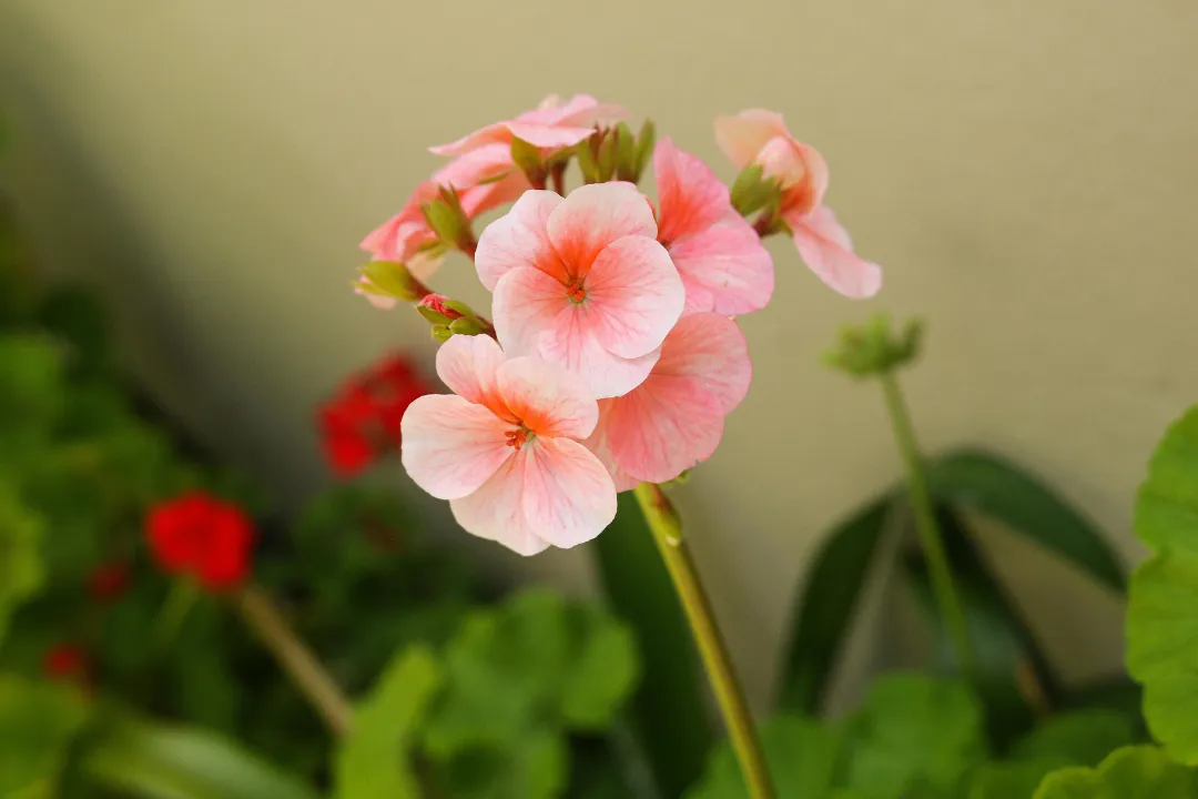 Irish Flowers & Their Meanings: Symbolism, History & Traditions