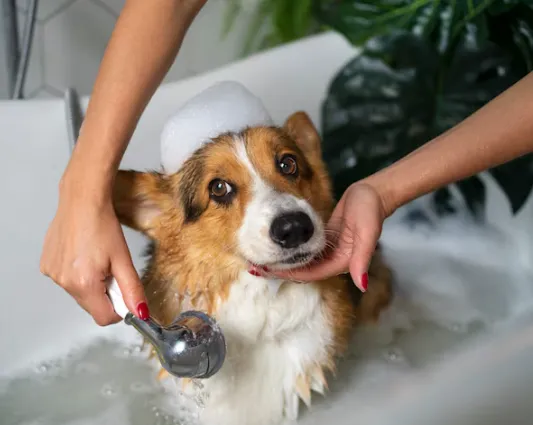 Dog Wash Station vs At-Home Bathing: Which Is Better for Your Dog?