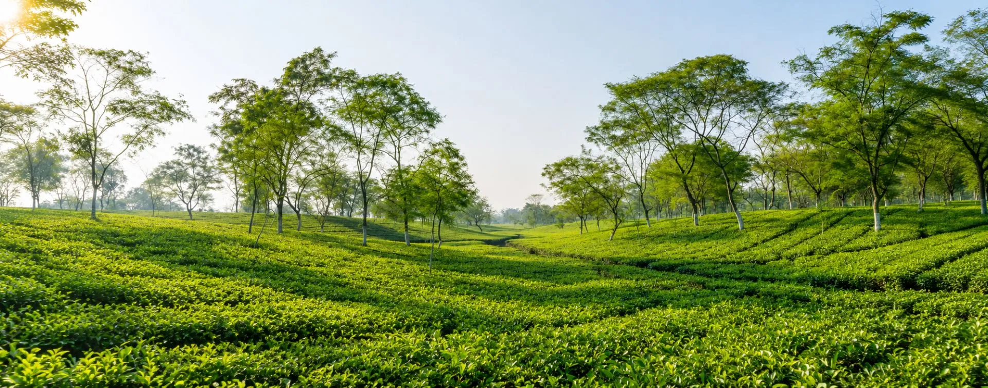 Nya Sylee Tea Garden: A Heritage Tea Estate Stay in the Dooars
