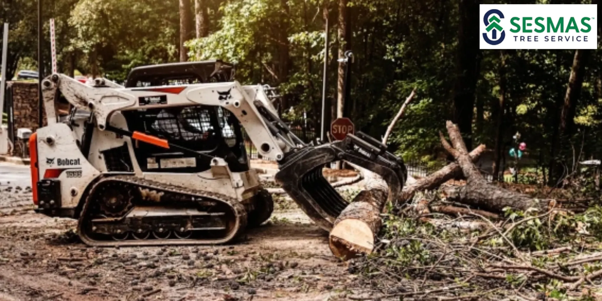 When Is the Right Time for Tree Removal?