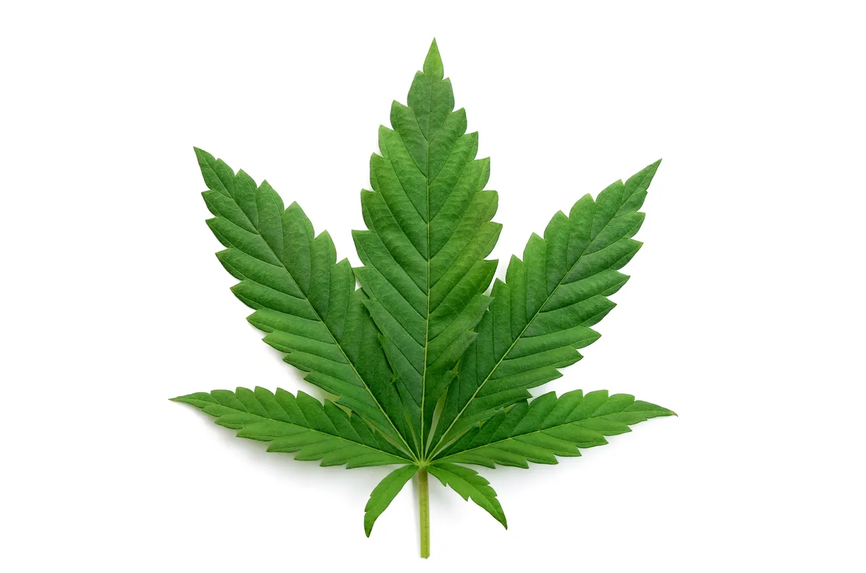 MMJ Card Reciprocity: Why Your Card Might Be Worthless the Moment You Cross a State Line