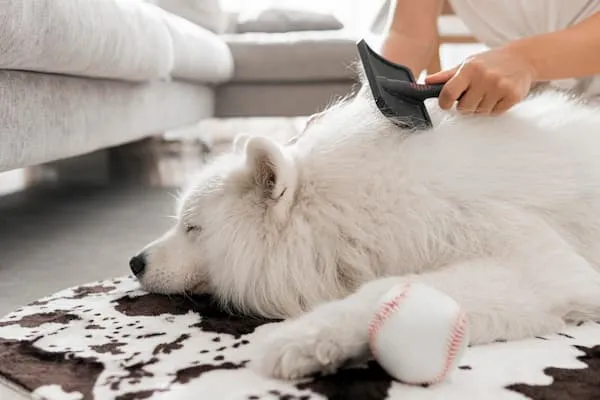 How Professional Pet Stain and Odor Removal Restores Your Carpets