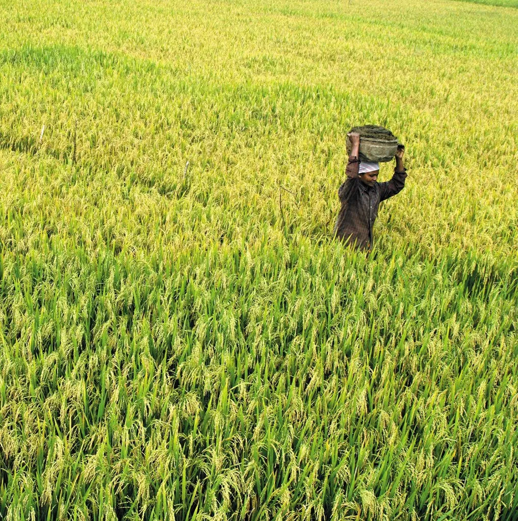 Agroecology Food Systems: Building Sustainable Agriculture for a Healthier Kerala