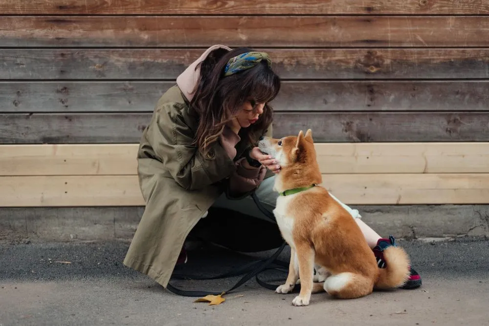 How to Start Positive Reinforcement Dog Training at Home