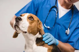 When to Put Your Dog Down Quiz vs Real Veterinary Guidance