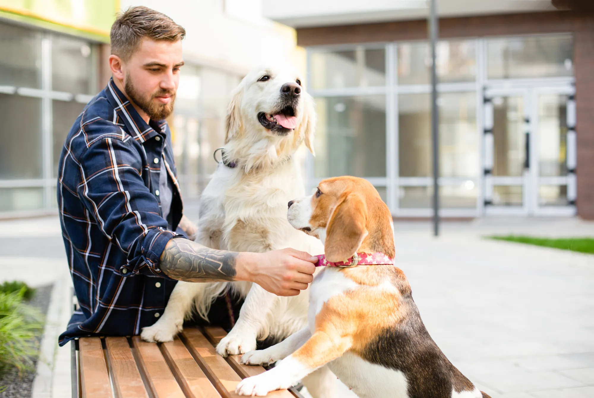 What Red Flags Should You Watch for When Choosing Dog Sitters in New Orleans?