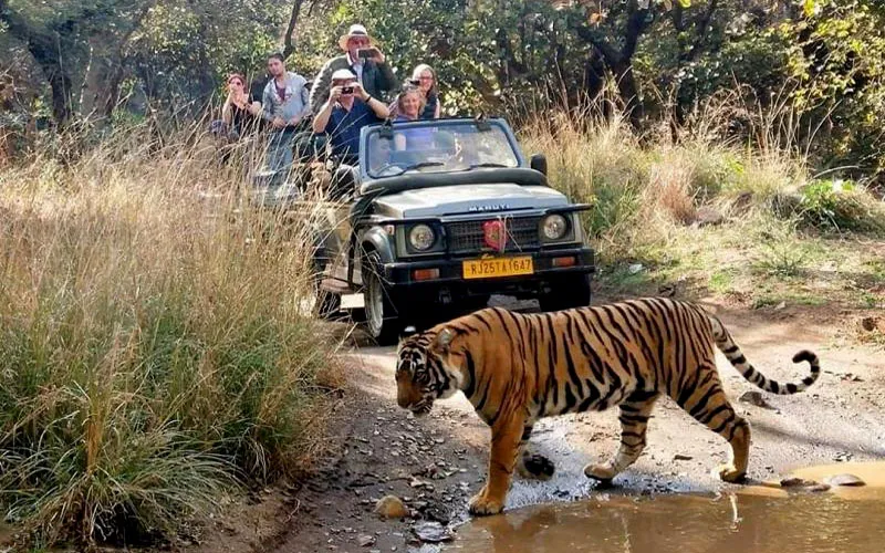 Where to Spot Tigers: Best Ranthambore Safari Zones