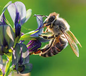 Bees, Wasps & Hornets Control: Safe and Effective Solutions for Protecting Your Property