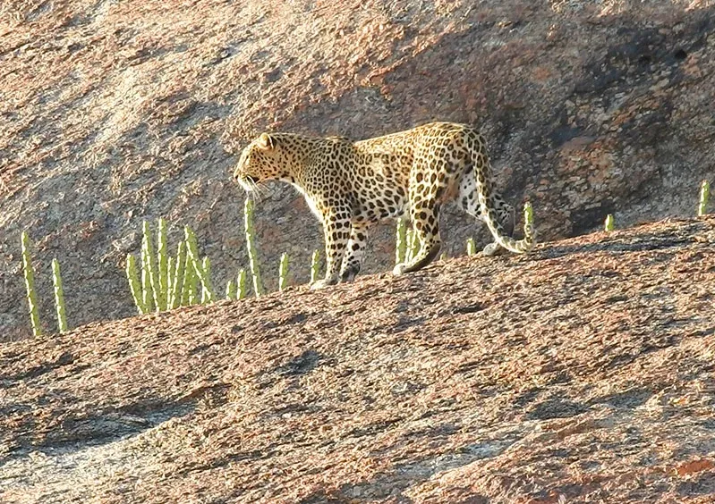A Complete Guide to Wildlife Photography in Jawai