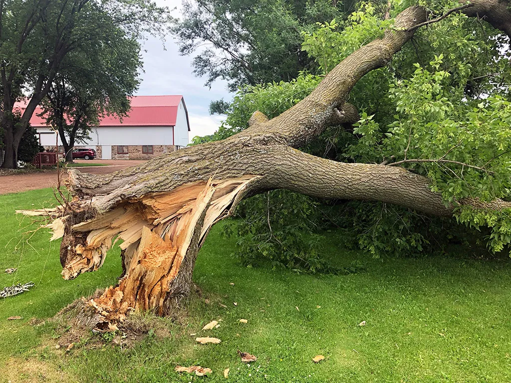What Happens After Removing A Tree Stump?