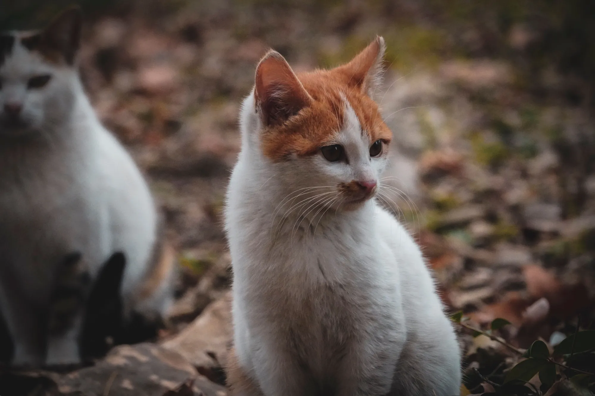 Signs Your Cat Might Be Suffering From Addison’s Disease