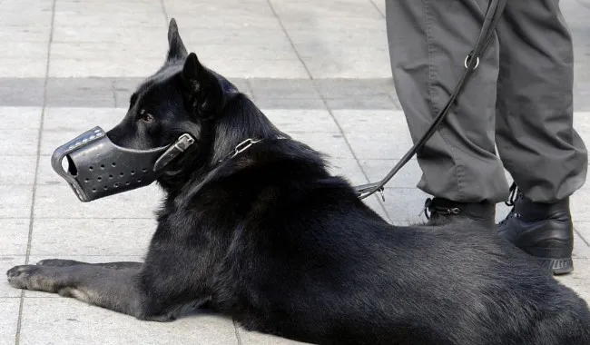 Understanding Protection Dog Training Levels Before Buying in Florida